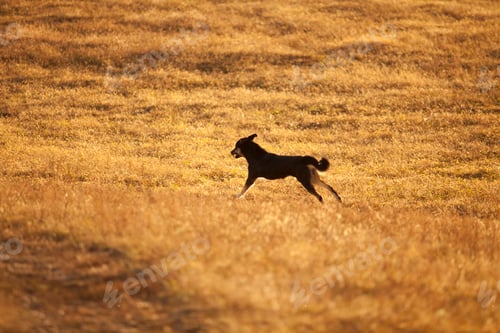 Preview: A dog running on golden prairie,China
