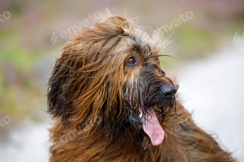 Visualização: close up portrait of a Briard (French Sheepdog) at habitat
