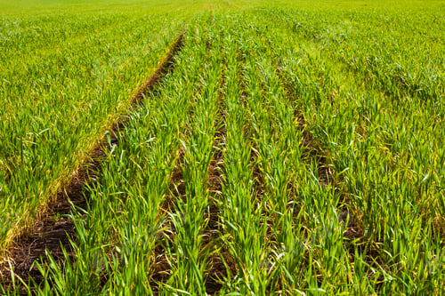 Preview: Green Fields