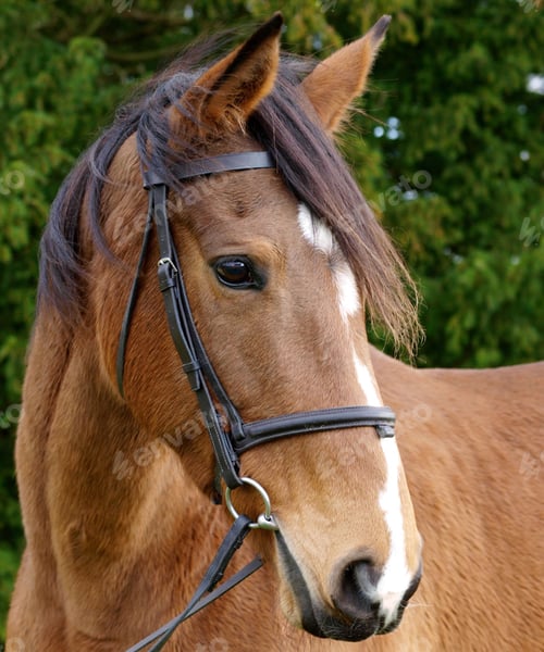 Preview: horse, mare, wilderness, stallion