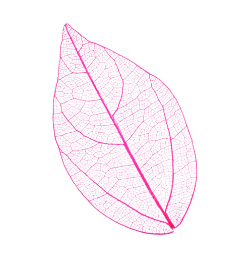 Preview: Beautiful skeletonized leaf isolated on white, top view