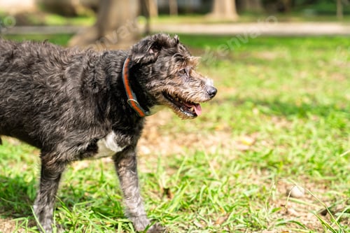 Preview: Mixed breed dog walking in the park on sunny day