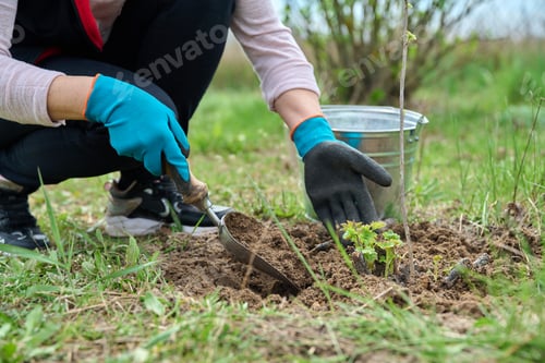 Preview: Close-up of gardener's hands in gloves with shovel digging currant bush