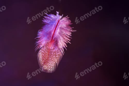 Preview: Closeup macro shot of a falling feather in a dark environment