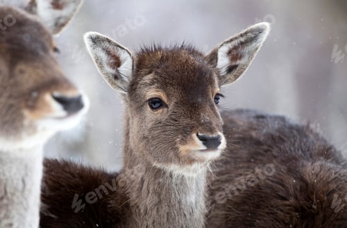 Preview: Deer in wintertime