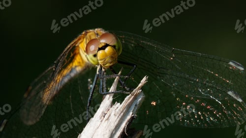 Preview: Macro of a dragonfly perched on the wood on a sunny day