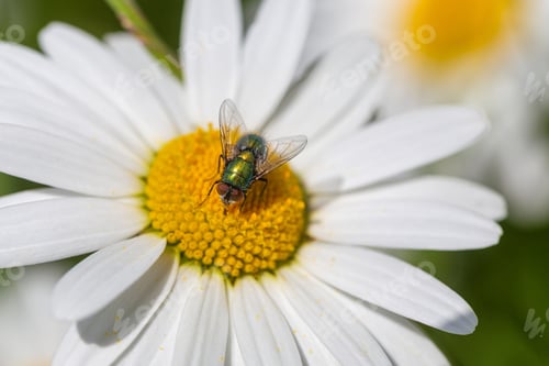 Preview: Fly on a Daisy Flower in Sunlight