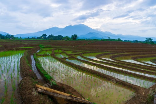 Preview: indonesia beauty landscape paddy fields in north bengkulu natural beautiful morning view from asia