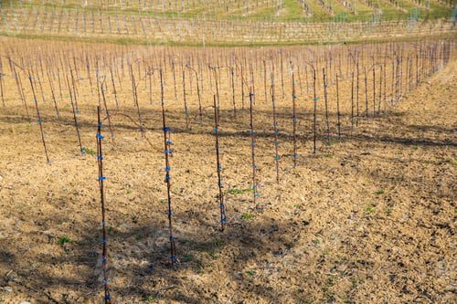 Preview: Panorama of Vineyards. Kastenburg south Styria travel spot