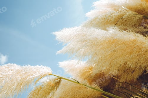 Preview: Trendy botanical background with fluffy pampas grass