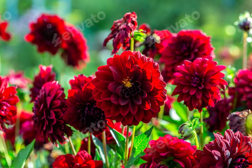 Preview: Dahlia black red flowers in garden
