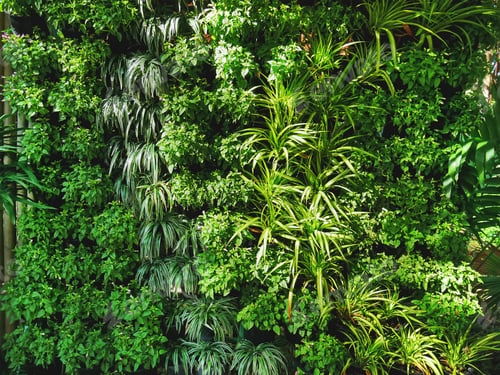 Preview: Full Frame Background of Fresh Decorative Green Plants Wall