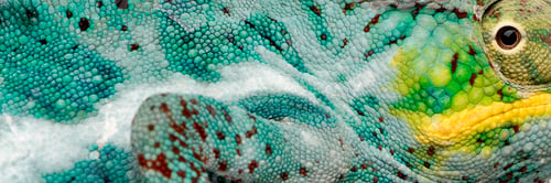 Preview: close-up on a colorful reptile skin