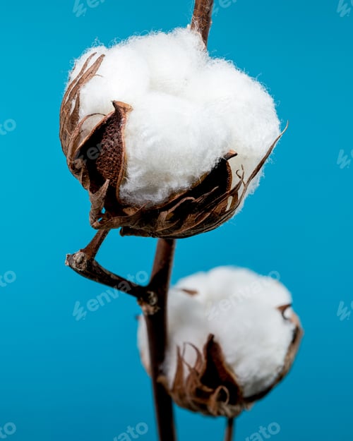 Preview: Cotton Bolls on Branch on blue background