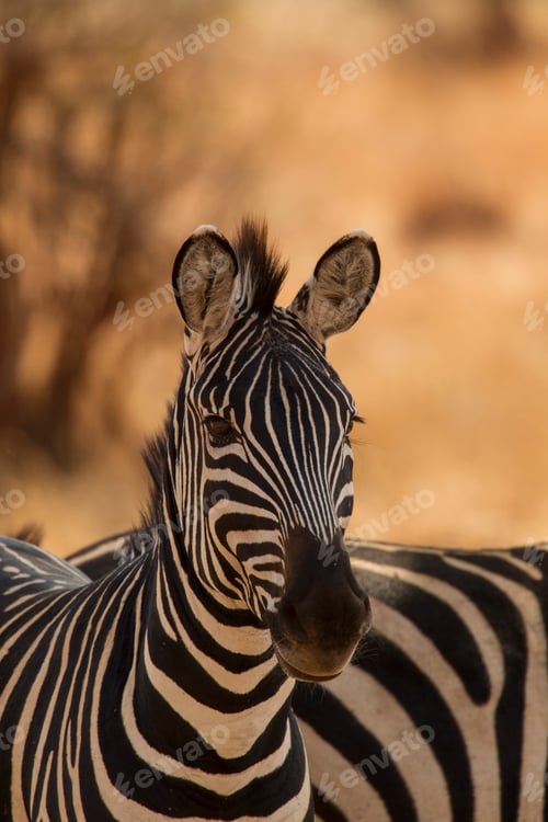 Preview: Zebra, Equus burchelli, Serengeti National Park, Tanzania