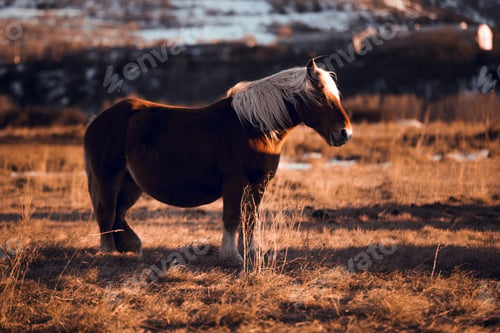 Preview: Wild horse pasturing on field near hills