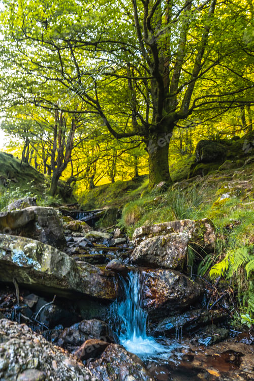 Preview: River in the beech forest on the path up to Monte Adarra in Urnieta