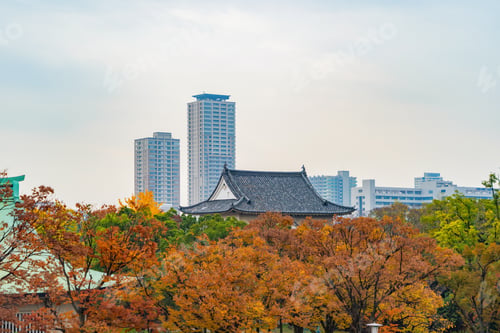 Preview: Red maple leaves or fall foliage in colorful autumn season, Yamanashi. Five lakes. Trees in Japan