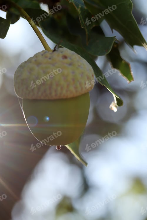 Preview: Fresh and young acorn on the tree