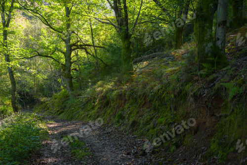 Preview: A forest path runs through an oak forest