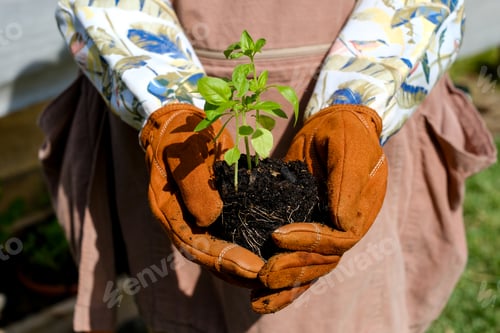 Preview: A woman hold a basil plant for gardening, herb cultivation, or sustainable living.