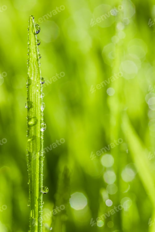 Preview: Abstract Macro Close-up of Mature Wheatgras