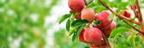 Preview: Apple tree