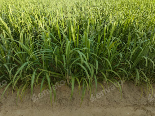 Preview: Aerial view of sugarcane plants growing at field