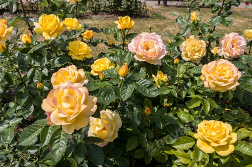 Preview: rose bush, yellow, fresh beautiful roses on a summer day in the botanical garden