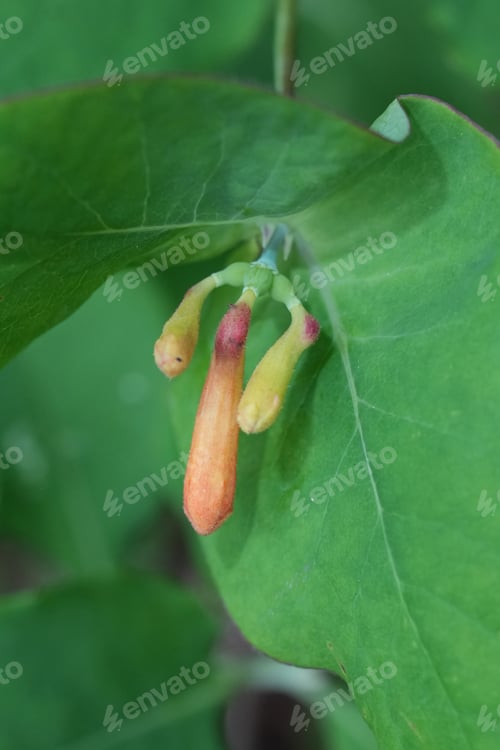 Preview: Closeup on an emerging flower of the North-American Orange honeysuckle, Lonicera ciliosa