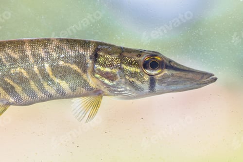 Preview: Northern Pike Fish Portrait underwater