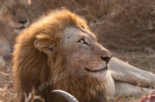 Preview: A lion, Pathera leo, lies down next to a kill and looks upward.