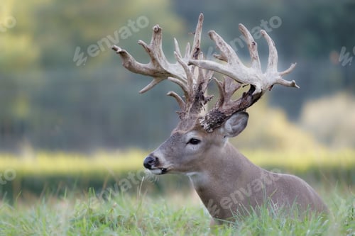 Preview: Male deer on the green lawn