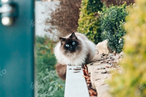 Preview: Portrait of a beautiful Siamese longhair cat with blue eyes outdoors.
