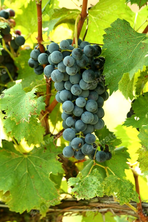 Preview: A bunch of grapes