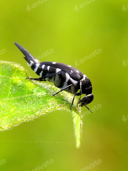 Preview: Pintail beetle, nature background photo
