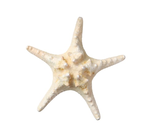 Preview: Beautiful sea star isolated on white. Beach object