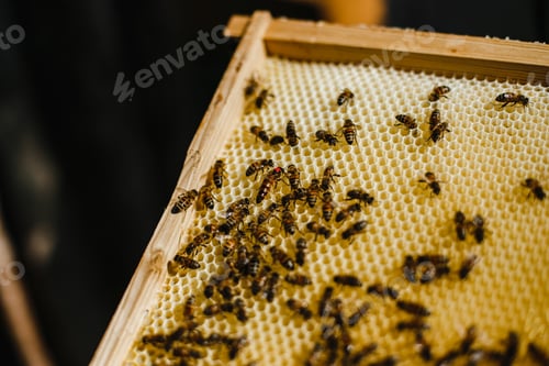 Preview: Soft focus of bees on a framed honey comp at a bee farm