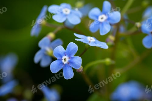 Preview: Blue floral and deciduous natural background. Very bright colored backdrop.