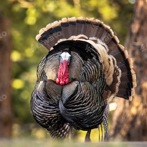 Preview: Merriams tom turkey strutting