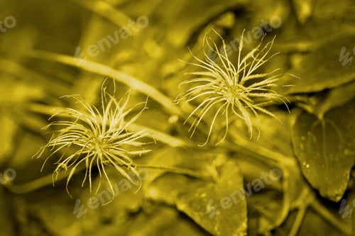 Preview: Flowers of Crimean liane. Unusual look. Toned image. The front view is in the frame.