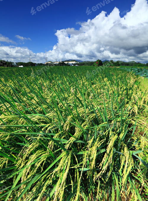 Preview: Paddy rice field