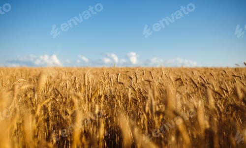 Preview: Close up nature photo Idea of rich harvest. Amazing backdrop of ripening ears of yellow wheat field