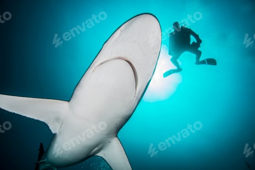 Preview: Silky sharks (Carcharhinus falciformis) and diver at Socorro Island, Revillagigedo, Mexico