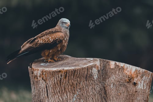 Preview: Shallow focus shot of red kite perched on a tree stump