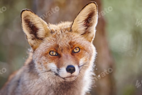 Preview: Fox head with geen background. Wildlife in the forest. Animal