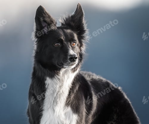 Preview: Black and white Border Collie portrait in snowy winter, capturing intelligence, beauty, and loyalty.
