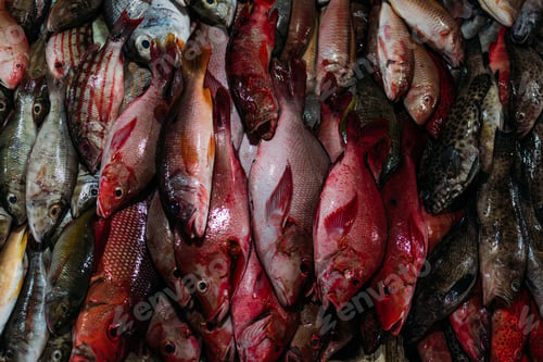 Preview: The market for marine fish. Street market. Sale of fresh fish. Freshly caught fish. Fish shop