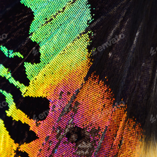 Preview: multicolored butterfly wing
