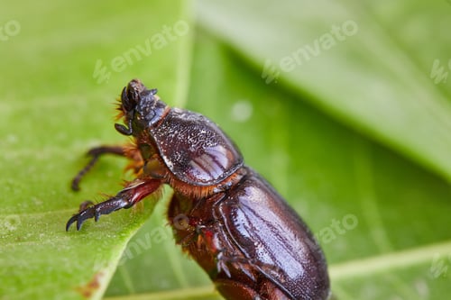 Preview: Earthen dung beetle on green foliage close-up on bright sunny day